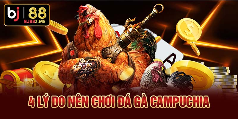 Lý do nên chơi đá gà Campuchia