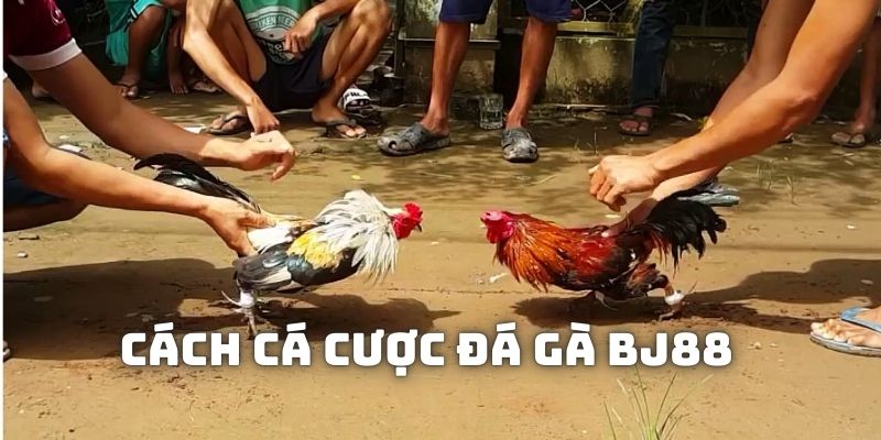 Hội viên sẽ được đón xem rất nhiều màn đối đầu mãn nhãn của các linh vật