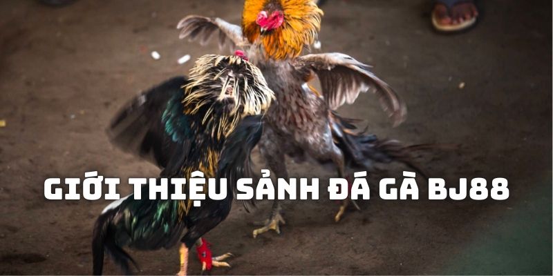 Thông tin chung về chuyên mục trò chơi đá gà BJ88