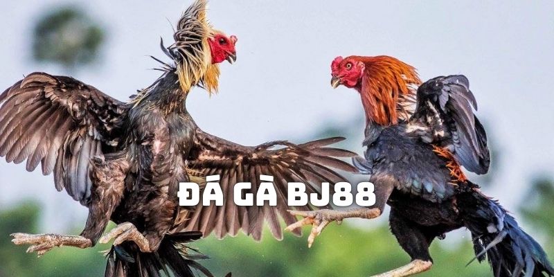 Chỉ dẫn 4 thao tác để tham gia cá độ trong mọi trận chọi kê kịch tính