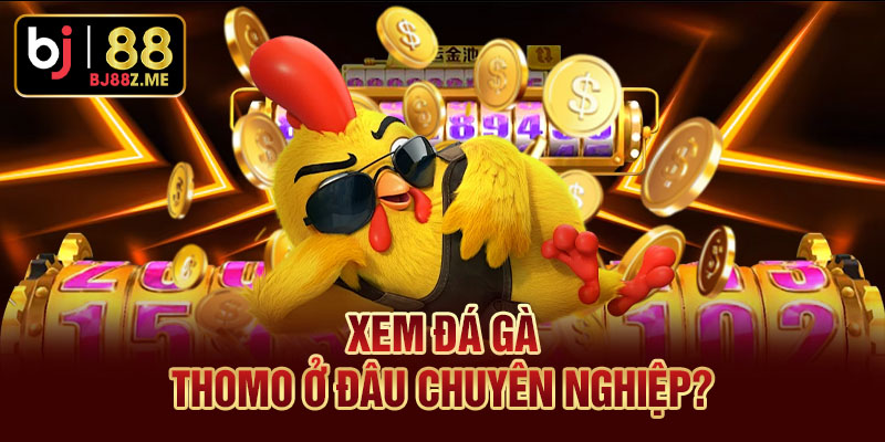 Xem Đá gà Thomo ở đâu chuyên nghiệp?