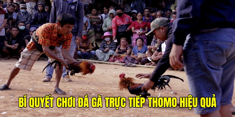 Bí quyết để tăng phần thắng khi cược chọi kê thomo