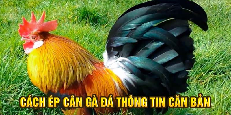 Cách ép cân gà đá thông tin căn bản