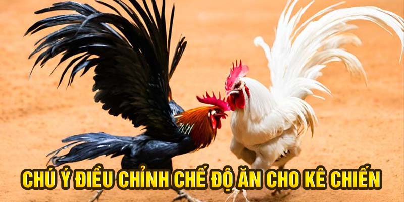 Chú ý điều chỉnh chế độ ăn cho kê chiến
