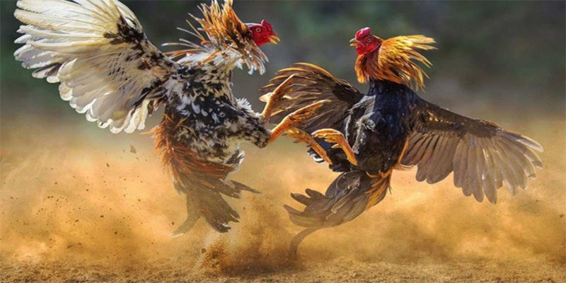 đá gà SV388 giới thiệu