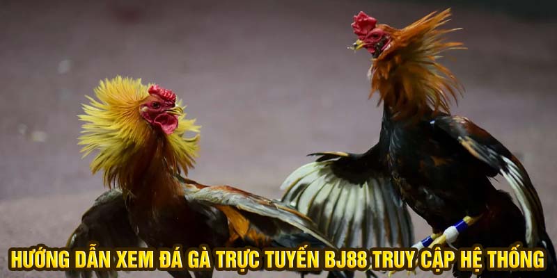 Hướng dẫn xem đá gà trực tuyến BJ88 truy cập hệ thống