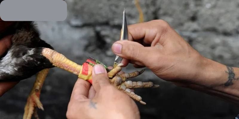 Lựa giống đá gà cựa sắt nên chú ý vào vẻ bề ngoài cùng tướng mạo