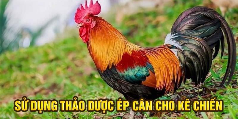 Sử dụng thảo dược ép cân cho kê chiến