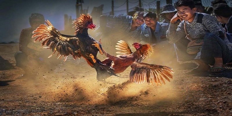 Giải mã thuật ngữ đá gà trực tuyến đặc trưng về các loại dụng cụ