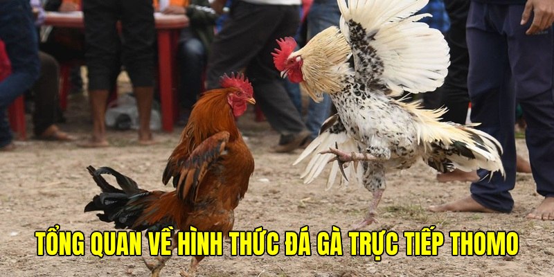 Tổng quan bộ môn đá gà trực tiếp thomo