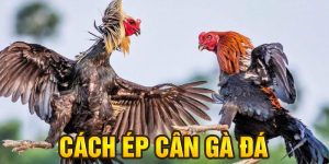 Cách ép cân gà đá