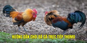 hướng dẫn chơi đá gà trực tiếp thomo bj88