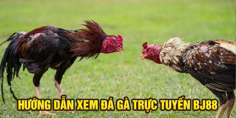 Hướng dẫn xem đá gà trực tuyến BJ88